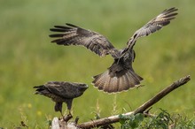 Mäusebussard