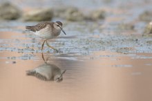 herbstlicher Bruchwasserläufer