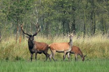 Hirschbrunft ist hier vorbei