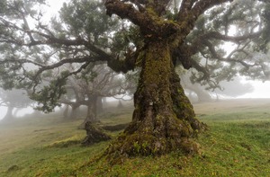 __old tree__