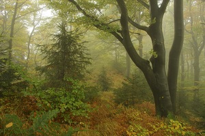 Golderner Herbstwald