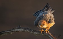 Rotfußfalke im Morgenlicht