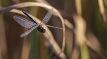 der Flug der Libelle