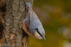 Noch so ein Hunriger Vogel.....