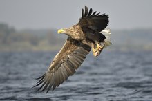 Seeadler mit Beute