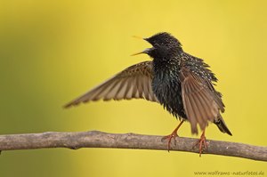 Vogel des Jahres 2018