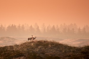 Kraniche am frühen Morgen