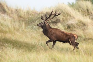 Dünenhirsch