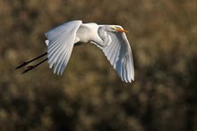 Silberreiher im Flug