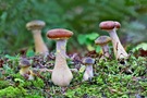 Pilzgruppe