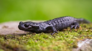 Alpensalamander