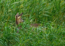 Im Schilf versteckt