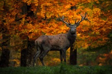 Herbst-Hirsch....  (capt.)