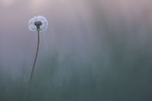 Nachzüglerpusteblume