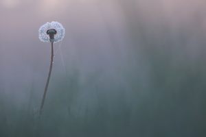 Nachzüglerpusteblume