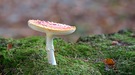 Fliegenpilz