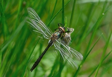 Falkenlibelle frisch geschlüpft 2