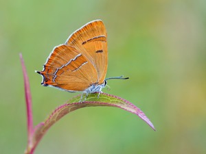 Der Nierenfleck-Zipfelfalter,