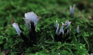 Geweihförmige Holzkeulen (Xylaria hypoxylon)