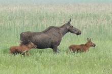 Elchfamilie