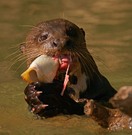 Riesenotter