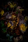 Feuersalamander