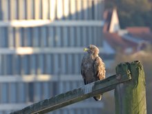 Haliaeetus albicilla (domesticus)