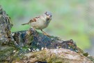 die ersten Gehversuche in der Wildlife Fotograife