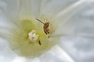 Der Tod lauert in der Blüte
