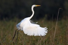 Silberreiher im Flug