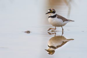 **Flussregenpfeifer**