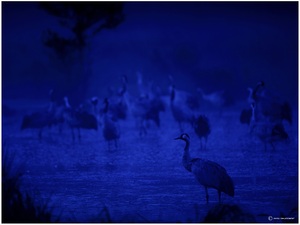 Kraniche im Mondlicht