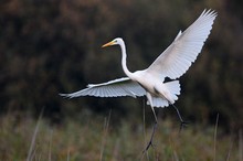 Silberreiher im Flug