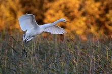 Silberreiher im Flug