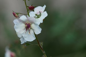 Filigrane Blüte