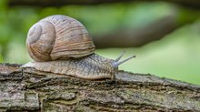 Weinbergsschnecke