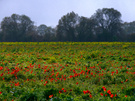 Oktobermohn