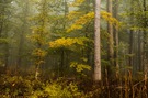 Goldener Herbstwald
