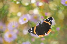 Admiral  (Vanessa atalanta)