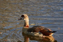 Nilgans in Spätnachmittagssonne