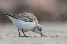 Sanderling