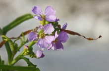 Meersenf im Wind mit Zostera...