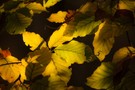 Die Farben des Herbst