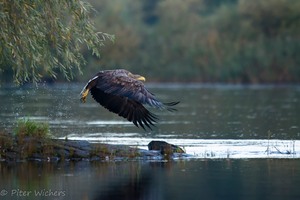 Seeadler (Alt-Vogel) an der Elbe