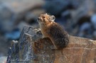 Pika