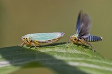 Binsenschmuck Zikade