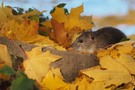 Ratte im Herbst