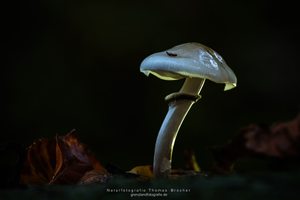 Pilz in der Dunkelheit