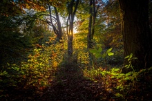 Herbstwaldsonnenuntergang