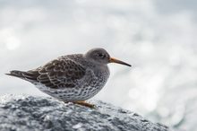 Meerstrandläufer